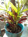 Genus codiaeum variegatum AKA Mammy Royalty Free Stock Photo